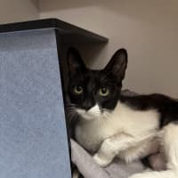 Photo of Dora