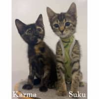Photo of 11671 & 11779   Karma & Suku