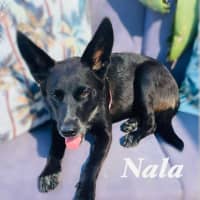 Photo of Nala