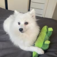 Photo of Saidee