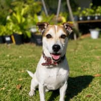 Photo of Toby