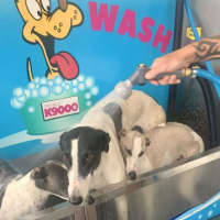 Photo of Perdita, The Greyhound