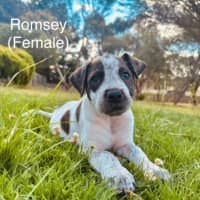 Photo of The Ranges Litter (Part 1)