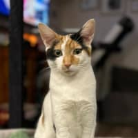Photo of Sabre