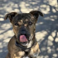 Photo of Atlas