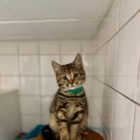 Photo of Tilly
