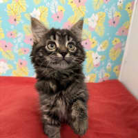 Photo of Fluff (Was Jessie)