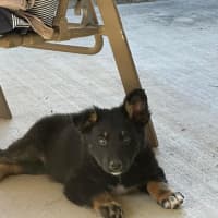 Photo of Misty