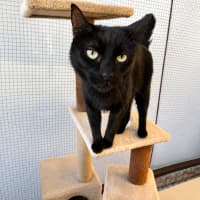 Photo of Binx
