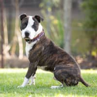 Photo of Yogi
