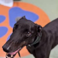 Photo of Goose