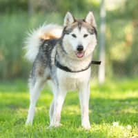 Photo of Atlas