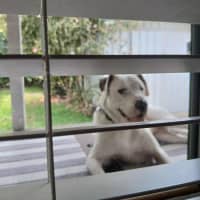 Photo of Baxter   5 Year Old Bullmastiff