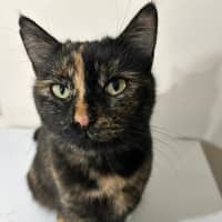Photo of Tortie