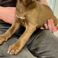 Photo of Goldie