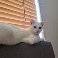 Photo of Soymilk