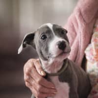 Photo of Patsy