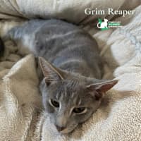 Photo of Grim Reaper