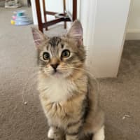 Photo of Root Beer Float
