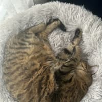 Photo of Dixie