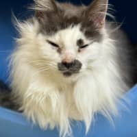 Photo of 🎪 Elmo 5400 🎪