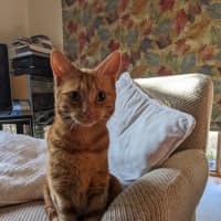 Photo of Quinn, Artemis & Ginge