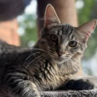 Photo of Bluey