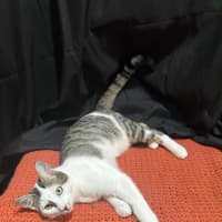 Photo of Affectionate Ash