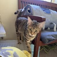 Photo of Willow