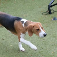 Photo of Bandit