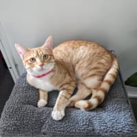 Photo of Fudge   Located In Preston 