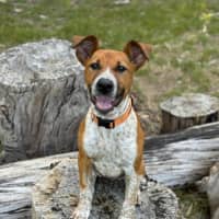 Photo of Ginger 