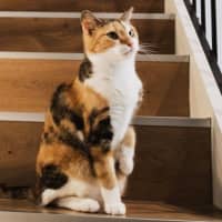 Photo of Genevieve Illingworth