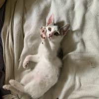 Photo of Lyndy *Meet Me @ Petstock Engadine*
