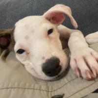 Photo of Pearl