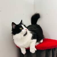 Photo of Merlin   Located In Hawthorn East