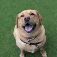 Photo of Goldie