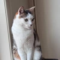 Photo of Clover