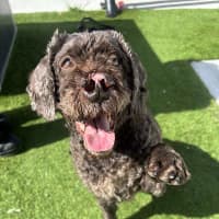 Photo of Bently