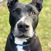 Photo of Winston