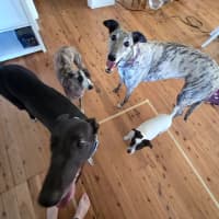 Photo of Carla, They Greyhound