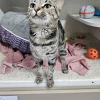 Photo of Clio