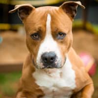 Photo of Bosco 