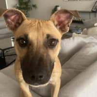 Photo of Phoebe