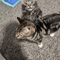 Photo of Lumi & Nova