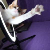 Photo of Meringue