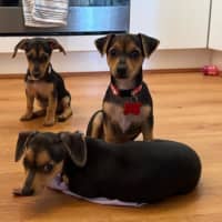 Photo of Nala, Brandy And Cookie