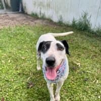 Photo of Bella *$150 Adoption Fee*