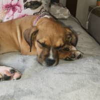 Photo of Lilly   3 Month Old Kelpie X Staffy