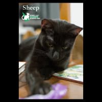 Photo of Sheep